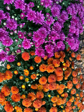 Load image into Gallery viewer, Mums