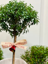 Load image into Gallery viewer, Heirloom Myrtle Topiary (Myrtus Communis)