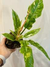 Load image into Gallery viewer, Ring of Fire Philodendron
