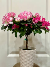 Load image into Gallery viewer, Florist Azaleas (Rhododendron simsii )