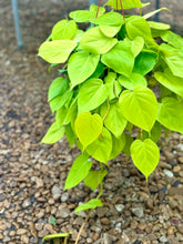 Load image into Gallery viewer, Lemon lime Philodendron (Philodendron Hederaceum Lemon Lime)