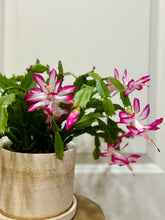 Load image into Gallery viewer, Holiday Cactus