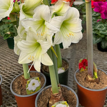 Load image into Gallery viewer, Amaryllis