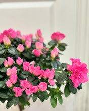 Load image into Gallery viewer, Florist Azaleas (Rhododendron simsii )