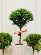 Load image into Gallery viewer, Heirloom Myrtle Topiary (Myrtus Communis)