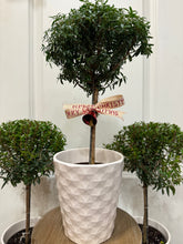 Load image into Gallery viewer, Heirloom Myrtle Topiary (Myrtus Communis)
