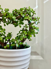 Load image into Gallery viewer, White lined planter