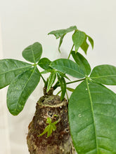 Load image into Gallery viewer, Money Tree (Pachira)