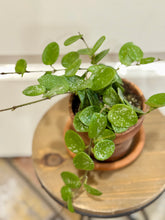 Load image into Gallery viewer, Hoya Mathilde Spalsh