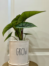Load image into Gallery viewer, Alocasia sp. “Platinum”