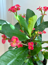 Load image into Gallery viewer, Crown of Thorns