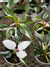 Load image into Gallery viewer, Pink Princess Philodendron