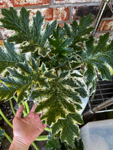 Load image into Gallery viewer, Whitewater Acanthus