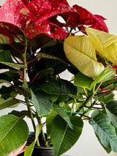 Load image into Gallery viewer, Sparkle poinsettias