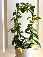 Load image into Gallery viewer, Hoya Carnosa Krimson Queen