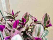 Load image into Gallery viewer, Tradescantia Nanouk (Tradescantia B. Variegata)