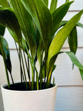 Load image into Gallery viewer, Cast Iron Plant (Aspidistra elatior)