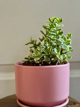 Load image into Gallery viewer, Portulacaria Variegated