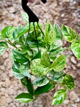 Load image into Gallery viewer, Marble pothos (Epipremnum Aureum )