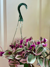 Load image into Gallery viewer, Tradescantia Nanouk (Tradescantia B. Variegata)