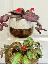Load image into Gallery viewer, Flame violet (Episcia Cupreata)