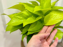 Load image into Gallery viewer, Neon Pothos (Neon Epipremnum Aureum )