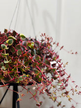 Load image into Gallery viewer, Variegated Calico Kitten (var. Crassula pellucida)