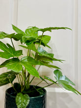 Load image into Gallery viewer, Japanese Aralia (Fatsia Japonica Variegata)