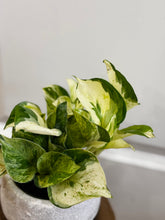 Load image into Gallery viewer, Manjula Pothos (Epipremnum aureum)