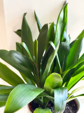 Load image into Gallery viewer, Good Luck Plant (Cordyline glauca)