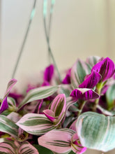 Load image into Gallery viewer, Tradescantia Nanouk (Tradescantia B. Variegata)