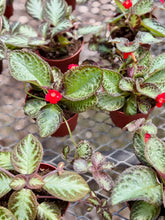 Load image into Gallery viewer, Flame violet (Episcia Cupreata)