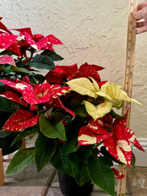Load image into Gallery viewer, Sparkle poinsettias