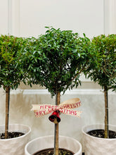Load image into Gallery viewer, Heirloom Myrtle Topiary (Myrtus Communis)