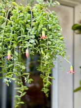 Load image into Gallery viewer, Cliff Cotyledon (Cotyledon Pendens)