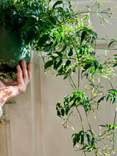 Load image into Gallery viewer, Pink jasmine (Jasminum polyanthum)