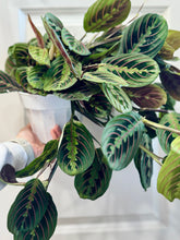 Load image into Gallery viewer, Red Prayer Plant (Maranta Leuconeura)