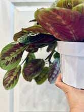 Load image into Gallery viewer, Red Prayer Plant (Maranta Leuconeura)