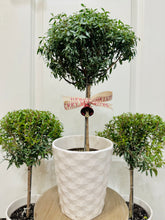 Load image into Gallery viewer, Heirloom Myrtle Topiary (Myrtus Communis)