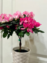 Load image into Gallery viewer, Florist Azaleas (Rhododendron simsii )
