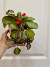 Load image into Gallery viewer, Flame violet (Episcia Cupreata)