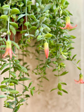 Load image into Gallery viewer, Cliff Cotyledon (Cotyledon Pendens)