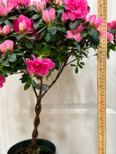 Load image into Gallery viewer, Florist Azaleas (Rhododendron simsii )
