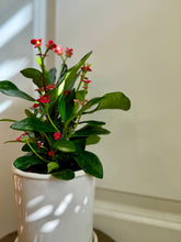 Load image into Gallery viewer, Crown of Thorns