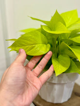 Load image into Gallery viewer, Neon Pothos (Neon Epipremnum Aureum )