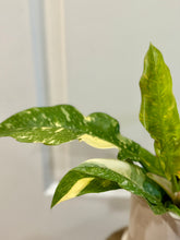 Load image into Gallery viewer, Ring of Fire Philodendron