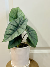 Load image into Gallery viewer, Alocasia sp. “Platinum”