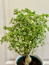 Load image into Gallery viewer, Ming Aralia (Polyscias fruticosa)