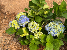 Load image into Gallery viewer, Hydrangeas