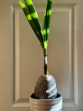 Load image into Gallery viewer, Coconut palm tree (Cocos nucifera)